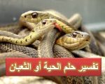 تفسير رؤية الثعبان الكبير في المنام , رؤية الثعبان فى الحلم