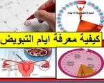 كيف اعرف ايام التبويض , كيف تحدد ايام التبويض