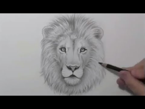 رسم وجه اسد - تعلم اسرع طريقة لرسم الاسد 13401 1