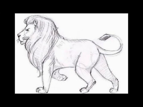 رسم وجه اسد - تعلم اسرع طريقة لرسم الاسد 13401