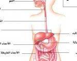 بحث حول الجهاز الهضمي , اهم المعلومات عن الجهاز الهضمى