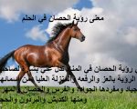 تفسير الحصان في الحلم , رؤيه الحصان في الحلم وتفسيره