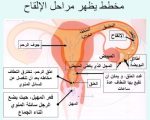 هل يحدث حمل بدون ايلاج , هل يحدث الحمل بمجرد الاحتكاك الخارجي