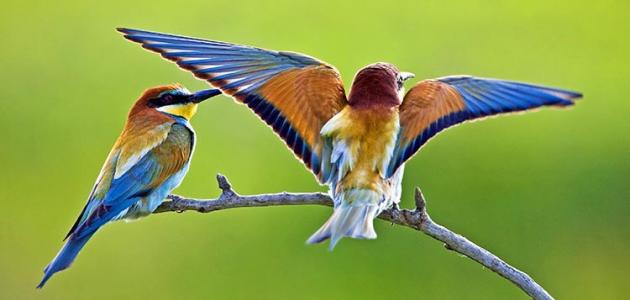 اجمل الطيور في العالم , طيور جميلة جدا
