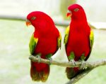 صور طيور , صور متنوعة للطيور