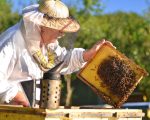 تربية النحل , تعلم كيف تقوم بتربيه النحل