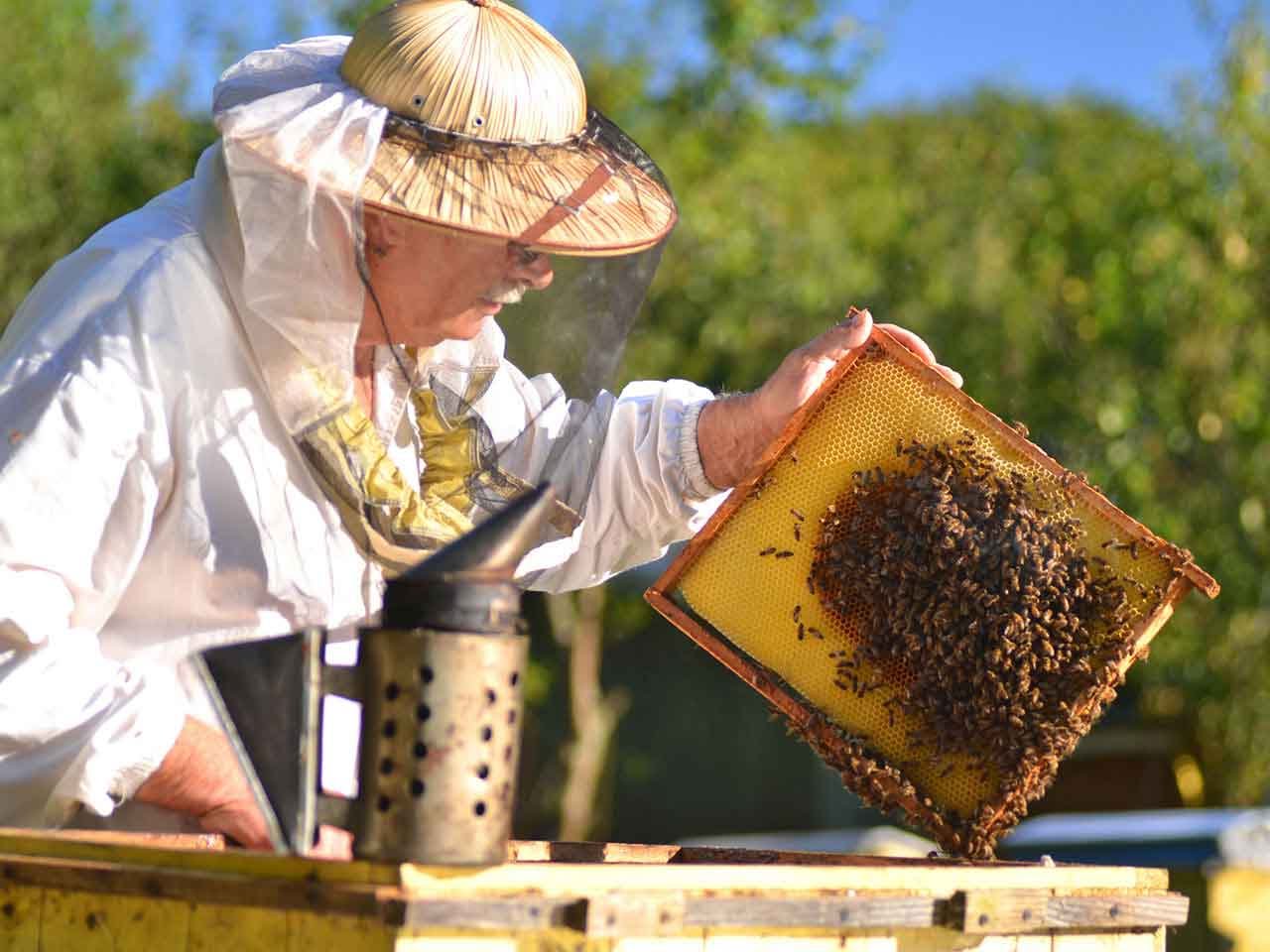 تربية النحل , تعلم كيف تقوم بتربيه النحل
