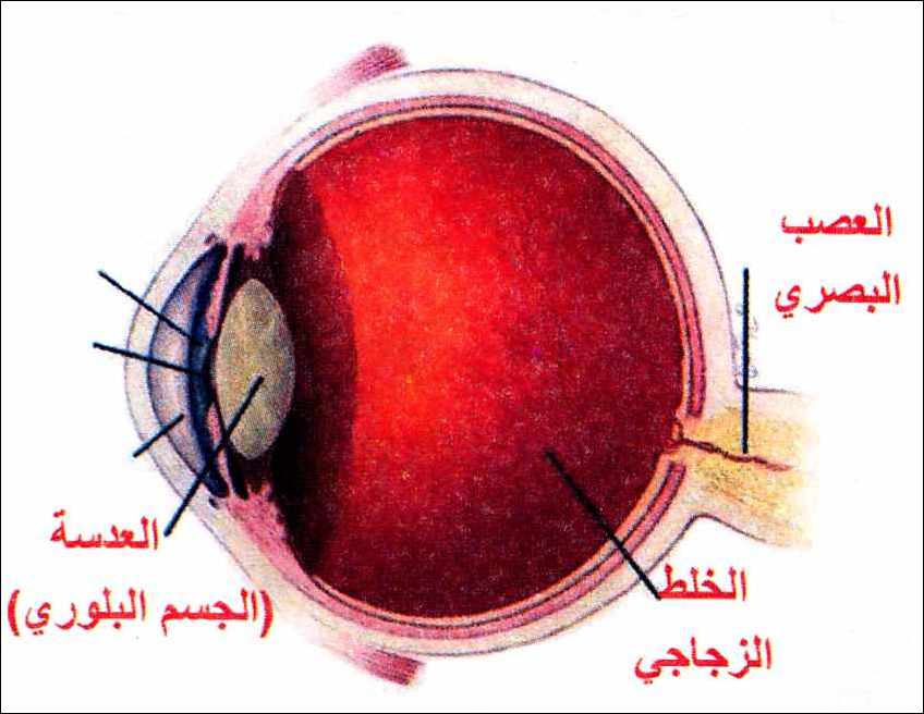 مكونات العين - ماهى مكونات العين 6190 1