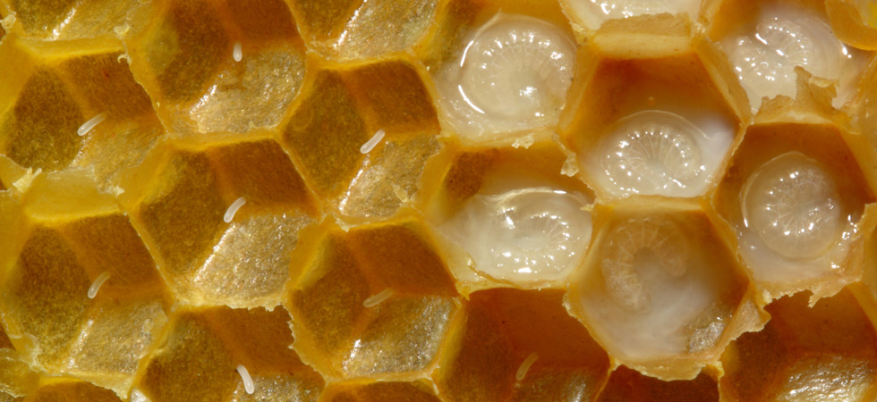 فوائد غذاء ملكات النحل , تعرف على معلومات جديدة عن اسرار وفوائد غذاء الملكات