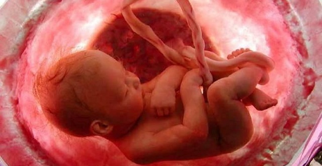 مراحل تكوين الجنين بالصور من اول يوم , نمو الجنين فى بطن امه عبارات