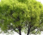ما هو الكافور , فوائد اشجار الكافور