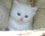 صور قطط شيرازي , صور جميله جدا للقطط الشيرازي و لا احلي