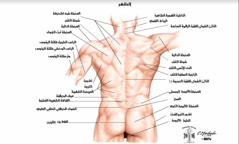 جسم الانسان من الداخل بالعربي