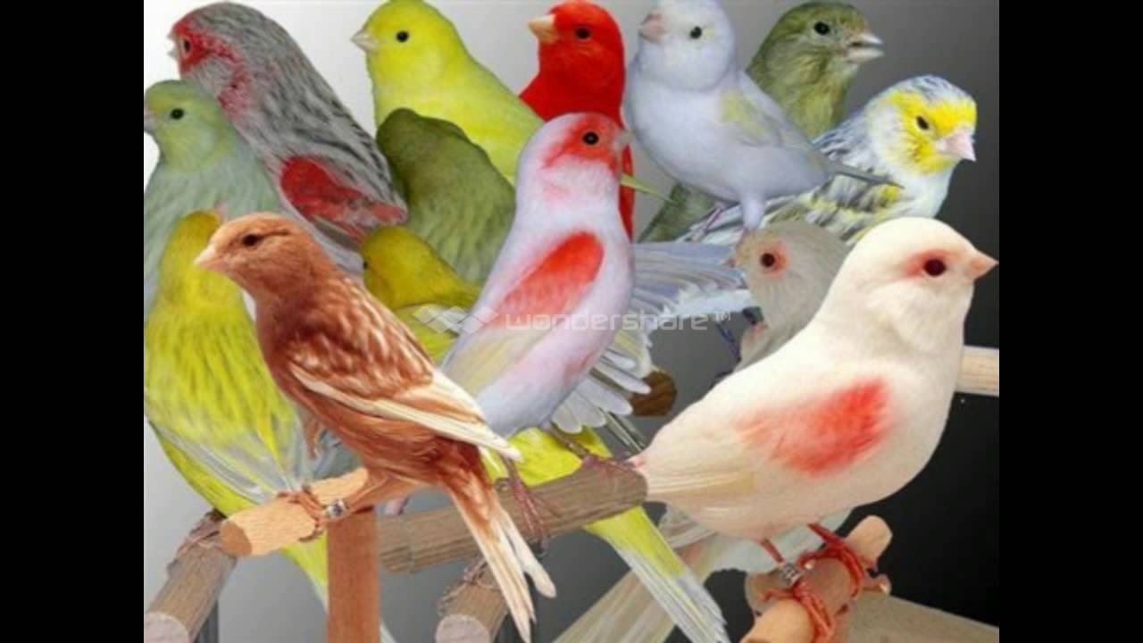انواع الكناري , انواع العصافير و الطيور