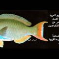 5374 3 معلومات عن الاسماك - معلومات هامة عن انواع الاسماك عهد الدين