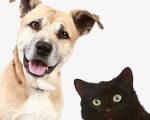 قطط وكلاب , صور ومعلومات عن القطط والكلاب
