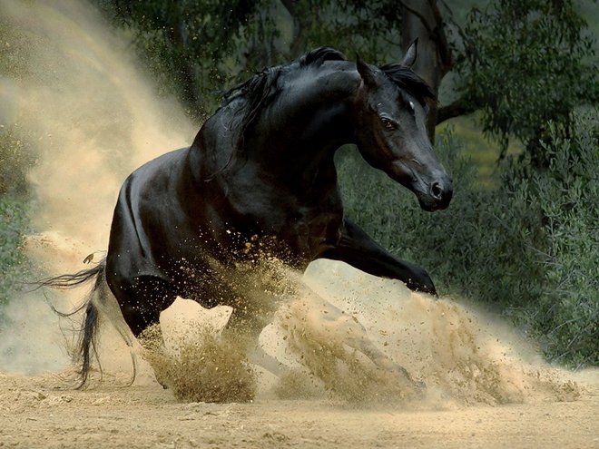 خيل اصيل , الخيول العربية الاصيلة