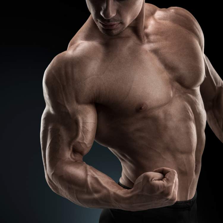 كم عدد عضلات جسم الانسان , العضلات الموجوده في جسم الانسان