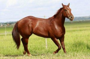 حصان عربي , كيف تختار حصانك؟