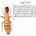 6454 1 معلومات عن النمل - معلومات مفيده عن النمل حاتم تميم