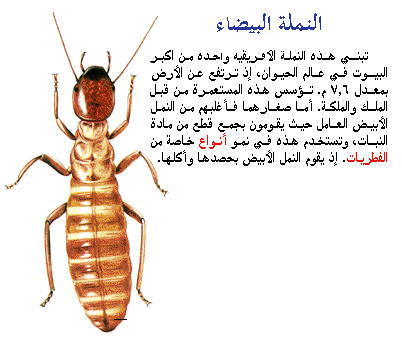 معلومات عن النمل , معلومات مفيده عن النمل
