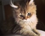 صور قطط كيوت , لعشاق القطط اليكم صور لاجمل واشهر قطط العالم