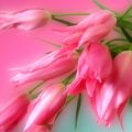 13523 11 صور خلفيات وردي - صور خلفيات الورد الجميلة دينا حليم