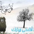 13853 12 صوره عيد الاضحي - فرحة العيد الكبير دينا حليم