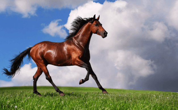 صور خيول , تعرف على اجود انواع الخيول فى العالم بالصور