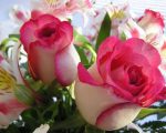 صور اجمل الورود , روعة وجمال الورد المميز