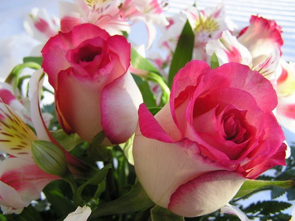 صور اجمل الورود , روعة وجمال الورد المميز