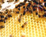 بحث حول خلية النحل