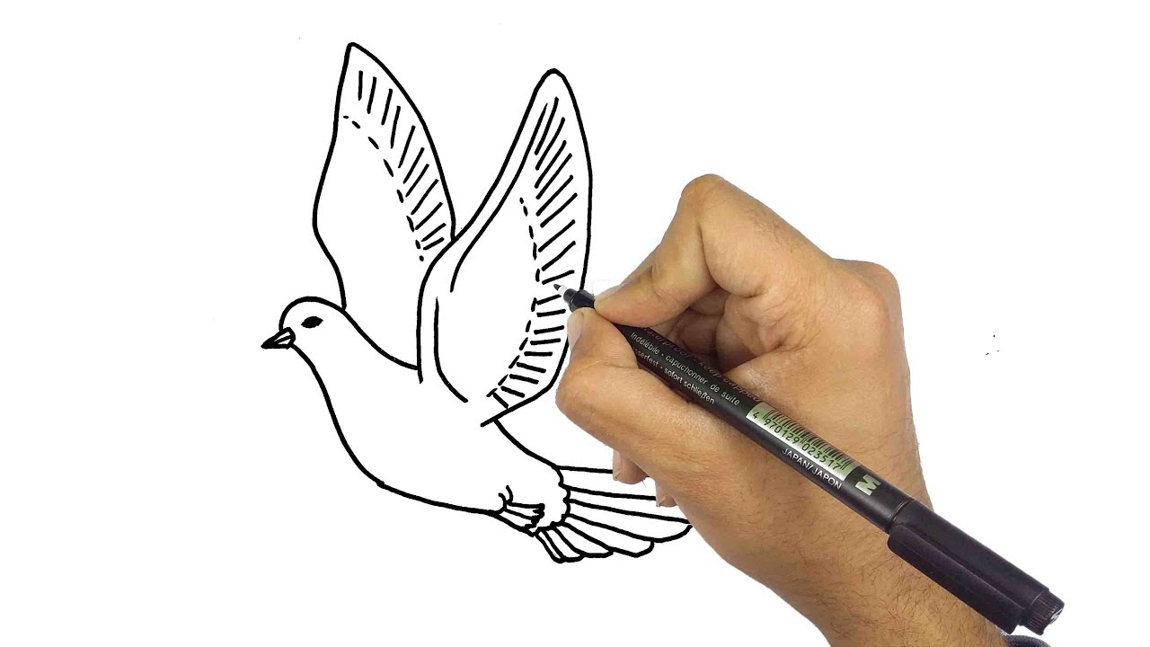 كيفية رسم طائر