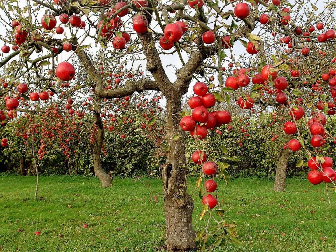 تفسير حلم شجرة التفاح