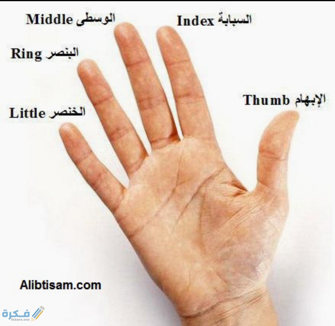 اسماء اصابع اليد عبارات