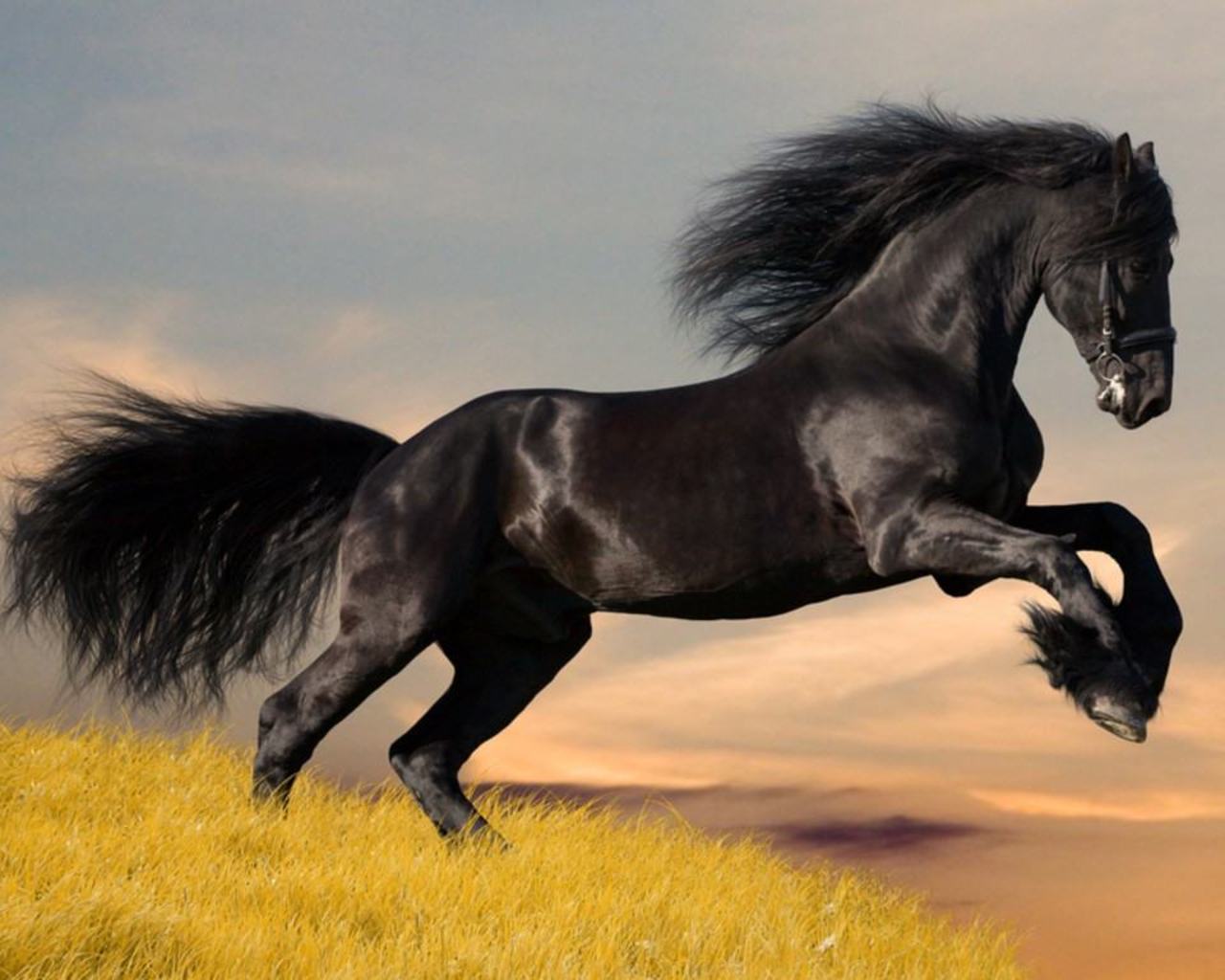 صور حصان , اجمل صور حصان رائعه