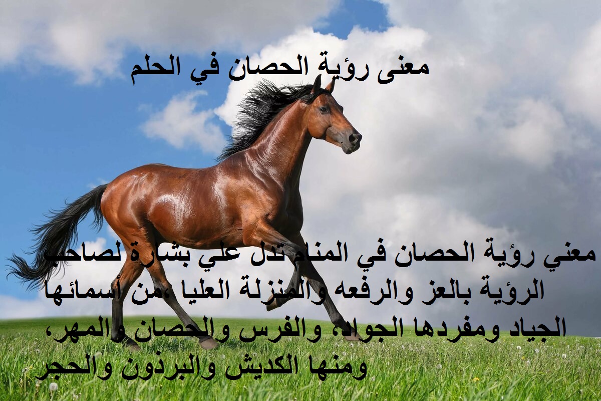 تفسير الحصان في الحلم , رؤيه الحصان في الحلم وتفسيره