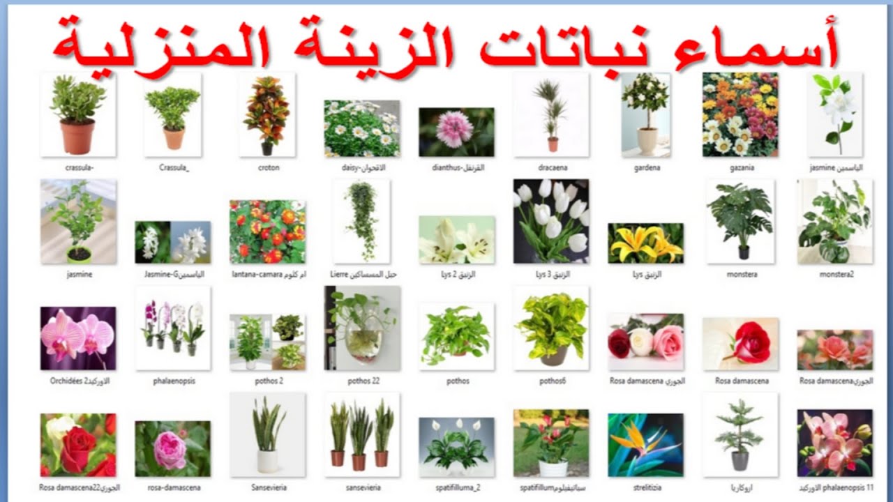 انواع النباتات واسمائها , جميع انواع النباتات باسمائها المختلفه