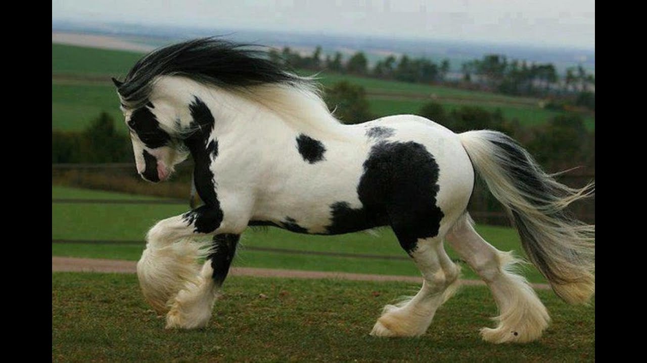 اجمل حصان في العالم , هتندم لو ماشوفتش اجمل حصان ف العالم